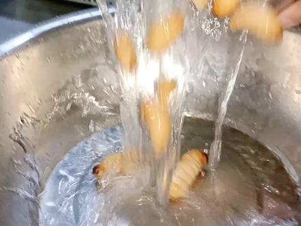 今天教大家做油炸笋蛆,油炸打屁虫,照这种方法做出来简单又好吃 #炒打屁虫 #炒笋蛆 #烹饪美食