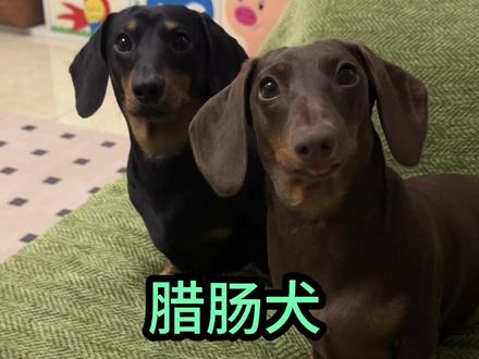 今个来讲一讲小短腿,腊肠犬。#腊肠犬 #长毛腊肠