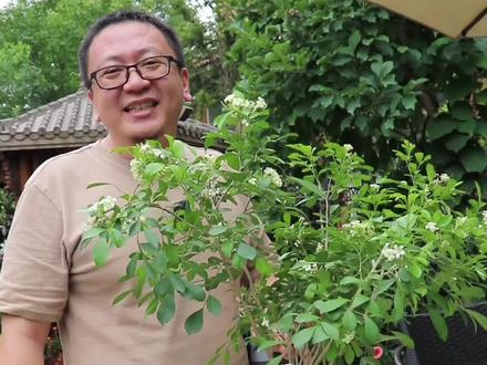 九里香不开花,撒点儿骨粉试试#夏日趣玩
