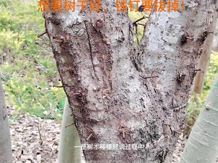 想要树干好,铁钉要拔掉!#绿化养护 #现场实拍 #随拍 #这是一个特别的树