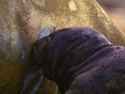 象海豹幼崽为了生存,去偷喝其他幼崽的奶,让其他幼崽无奶可喝 #动物解说 #科普 #纪录片 #抖音硬核版