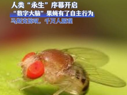 人类“永生”序幕开启!“数字大脑”果蝇有了自主行为?马斯克惊叹,千万人围观!#科技 #智能 #马斯克 #人工智能 #知识科普