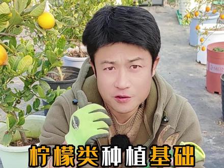 柠檬橙子柚子橘子种植盆栽果树修剪花果枝条配制越冬肥抗寒度 #果树种植 #盆栽果树 #柠檬种植 #盆栽柠檬 #阳台种植