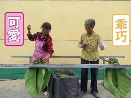 山东省临沂市费县国产雪茄烟叶制作过程。#三农 #种植小技巧 #丰收 #雪茄 #雪茄知识 @抖音小助手