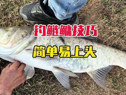 别再傻傻“多抽”了!钓鲢鳙6个核心密码,听完下周被围观的就是你!#钓鲢鳙#钓鱼技巧 #东丽岛野10周年 #岛野正宗东丽#原来钓鱼才是抖音运动顶流