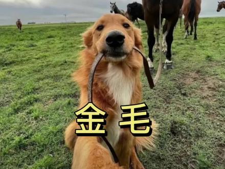 这种“一天八百个心眼”的金毛,你家有同款嘛#真实生活分享计划 #萌宠出道计划 #狗狗 #金毛