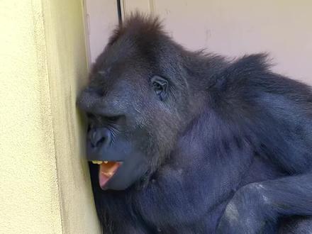 大猩猩,及强壮又聪明的灵长类动物 #大猩猩 #动物 #动物科普