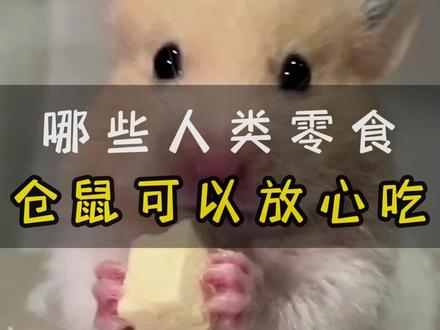 哪些人类零食,仓鼠可以放心吃 #金丝熊 #仓鼠 #养鼠日常分享 #萌宠出道计划 #鼠鼠我呀