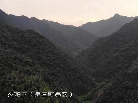 3个月的野养土鸡有多大?它们吃的都是啥?这种养殖方式真大胆