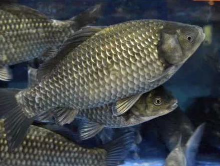 原来鲫鱼的鱼鳞是可以吃的,而且营养丰富,你们知道吗?#鲫鱼苗#鲫鱼#白鲫鱼