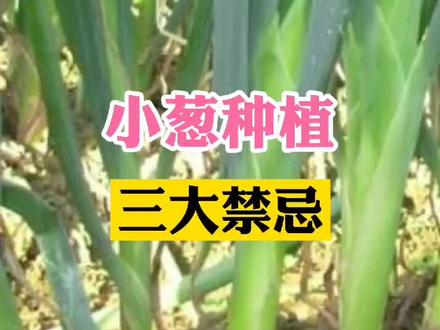 小葱种植三大禁忌您知道吗#农业种植 #抖音助农 #新农人计划2021 #三农 #新农人计划 #农业 #࿆抖音助农☞ #三农种植
