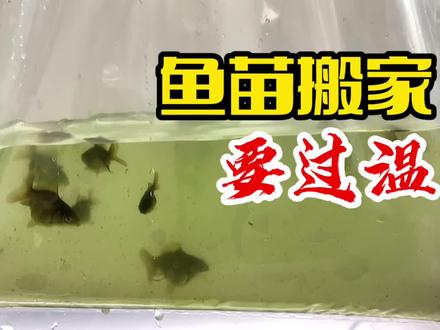 鱼苗在同一个房间内的两个鱼缸调换,能直接拿过去吗,过温会更好 #水族 #观赏鱼 #养鱼 #兰寿 #养鱼日记