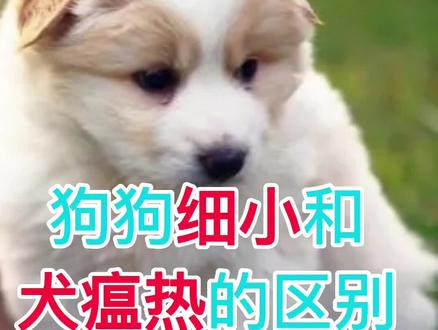 狗狗细小和犬瘟热的区别#宠物知识 #科学养宠攻略 #善待动物关爱生命 #狗狗