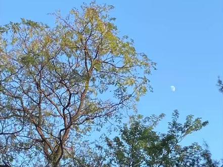 调色捷径:教你如何导入Lightroom手机版预设,快速实现专业效果 #手机lr调色 #lr预设 #lr