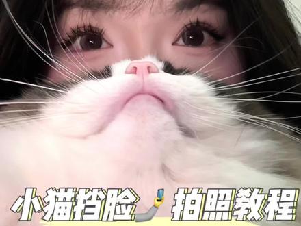 不露脸的小猫挡脸自拍!超级可爱! #拍照教程 #不露脸拍照 #小猫挡脸照 #布林布林布林