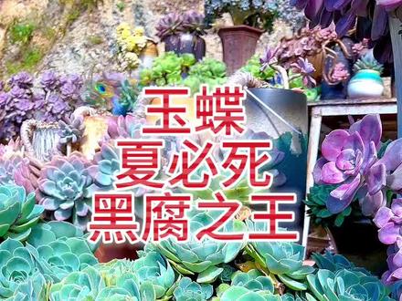 #多肉植物 #我的多肉花园 #关注我每天分享种植知识 #园艺生活 #多肉达人优选 今天给大家分享一下玉蝶的养护方法。
