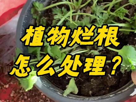 植物烂根怎么处理?🪴🤔#养花 #园艺 #花卉绿植 #爱生活爱养花 #养花小知识