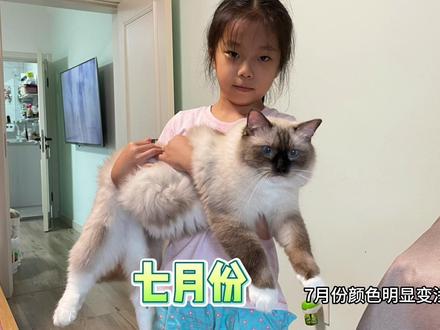 看看元宝小时候长什么样,就知道你的重点色长大之后是什么样了!#布偶猫 #评论区看看你们的猫 #评论区看看你们的小猫