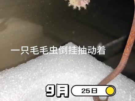 记录一只毛毛虫变茧又变蝴蝶的过程,在村里孩子无意间发现一只倒挂的毛毛虫,我们带回去8天记录了这个过程,也知道了毛毛虫不吐丝而是蜕皮变茧,一夜蜕皮变茧,一上午退茧变蝴蝶#观察昆虫 #记录 #毛毛虫变蝴蝶 #奇妙的动物