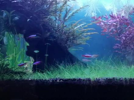 黑金刚螺•军帽螺•汽水螺孵化尝试•草缸造景实验实操视频 #水族 #养鱼人 #鱼缸里的大自然 #实验 #科普一下