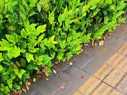 国产积木拼搭:三角洲行动佐娅 #三角洲行动 #佐娅 #军事人仔 #积木 #玩具