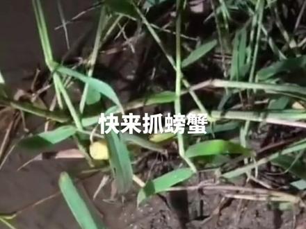 哈哈哈~快来啊,半夜抓螃蟹,到处都是~来不来#螃蟹🦀 #现场实拍 @抖音小助手 @抖音创作者中心