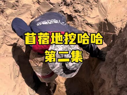 苜蓿地的第二个哈哈窝 #挖哈哈#抓哈哈#农村生活#户外生活