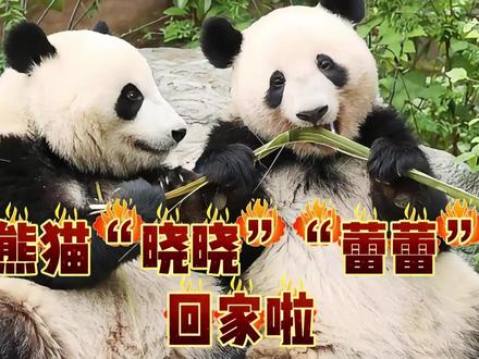 熊猫“晓晓”和“蕾蕾”回家啦!日本54年来首次迎来大熊猫空窗期。#大熊猫 #晓晓 #热点新闻事件 #国际热点新闻