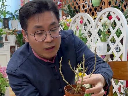 小盼菩提,怎么长果子?特别是落了叶子的花友,长叶子了吗?#菩提 #小盼菩提 #菩提果