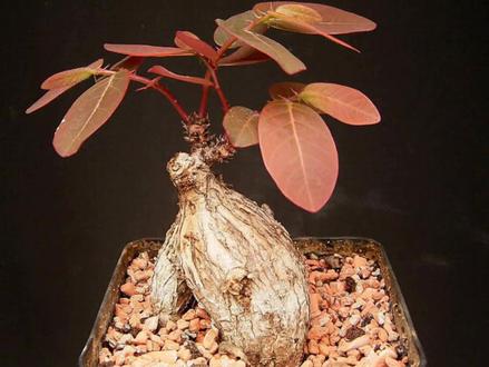 第389弹:如何养好含羞草般的奇异油柑 #植物 #植物科普 #药用植物 #园艺 #盆栽 #养花小知识