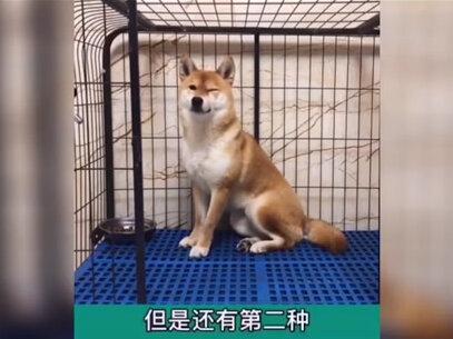 盘点那些动物成精爆笑场面,跟牛大哥问路,牛大哥居然能听懂人话