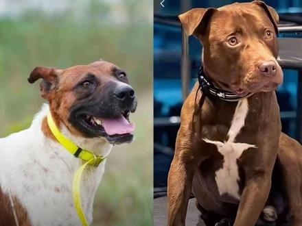 请各位刀粉传播一下,咱们家黄白花和君乐宝走丢#寻狗 #西北刀客#养狗人 #猎犬 #抖音