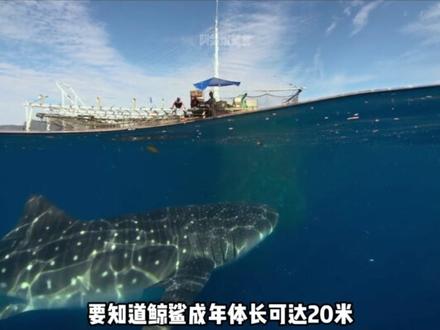 鲸鲨爱吃的小鱼味道一定很不错!#鳀鱼 #科普 #小鱼干 #海鲜