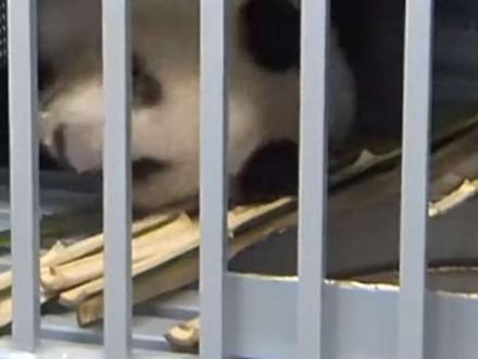 今天是值得高兴的日子,2021年6月出生的旅日大熊猫龙凤胎“晓晓”和“蕾蕾”于1月27日从上野出发,23点46分到达成都天府国际机场,将在成都隔离检疫30天,适应新环境,它们的父母亲是“比力”和“仙女”姐姐是“香香”都已回国,最值得高兴的是小日再也没熊猫了,要看熊猫就到中国来,大熊猫“晓晓”和“蕾蕾”的的名字是经过公开投稿征名来的,大熊猫“晓晓”的名字寓意是“曙光来临,一片光明”,大熊猫“蕾蕾”的名字象征“含苞欲放”,两名合在一起意味着“黎明来临,迎接美好未来”。希望可爱的两小只回家后适应新环境,期待它们见面,