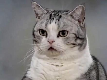 李哈哈小猫这回是真不客气了 #猫 #萌宠 #李哈哈一家