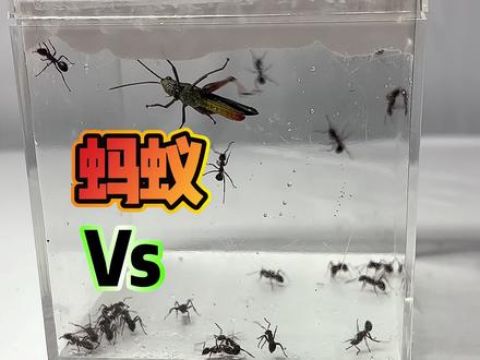 蚂蚁:这是谁给我放下去的#蚂蚁 #趣味实验