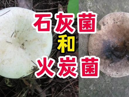 “石灰菌”和“火炭菌”,都得小心区分有没有毒 #野生菌 #蘑菇 #捡菌子 #野蘑菇 #采蘑菇