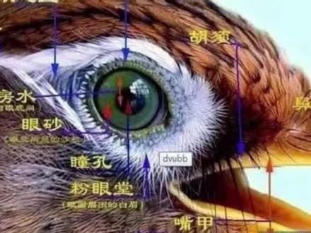 最全画眉鸟眼图解 #鸟类 #动物冷知识 #保护动物 #鸟