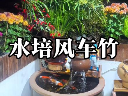 水竹长的真的太快了,上个月种的小苗已经很大一株了#鱼缸水培植物 #风车竹 #水竹