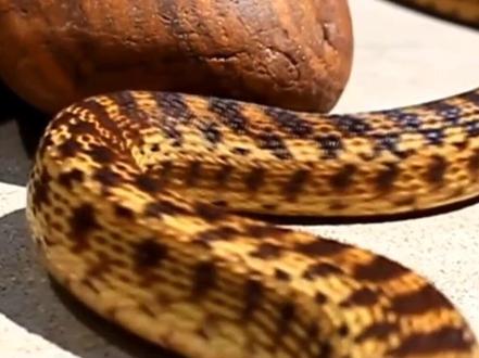 蛇是怎么走路的?#科普 #青少年100问 #蛇