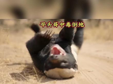 平头哥蜜獾中毒倒地不起#动物世界解说 #神奇动物在抖音