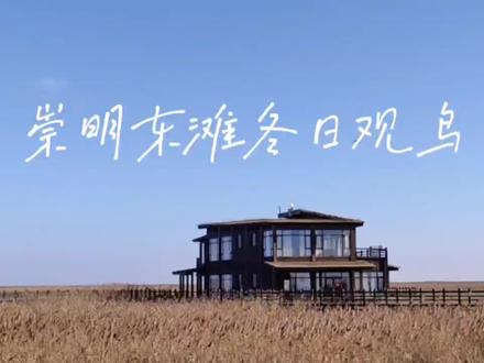 崇明东滩湿地观鸟#治愈系风景 #观鸟