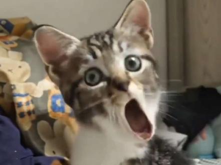 叫哥哥太小了~#乐子猫 #猫 #萌猫 #叫哥哥太小了#叫哥哥太小了