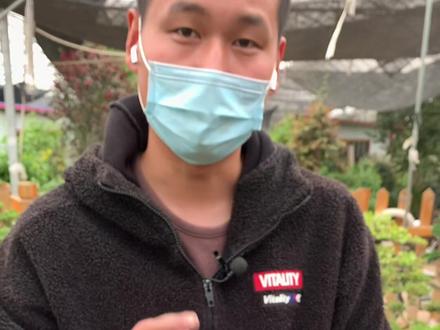 柏树生病的救治方法、听老板介绍下使用方法、#盆景#柏树盆景#真柏盆景