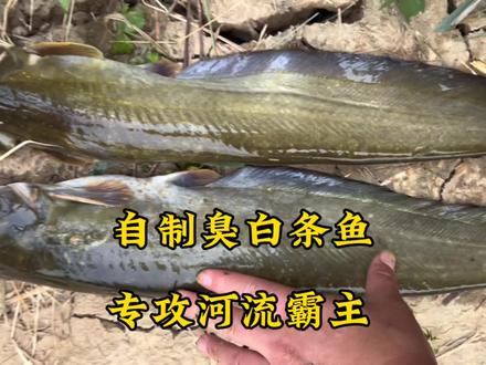 自制臭鱼,主攻鲶鱼,效果简直不要太好#鲶鱼 #钓鱼 #钓鱼佬