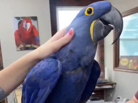 带你认识14种种鹦鹉#金刚鹦鹉放飞 #创作者中心 #鹦鹉#快成长计划 #文娱百科明日之星