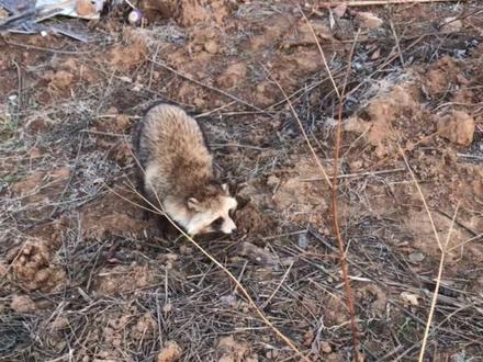 山上发现一个不知名的小可爱,#原生态乡村生活 狐狸🦊?果狸子#万物皆有灵性 #人与自然和谐共处