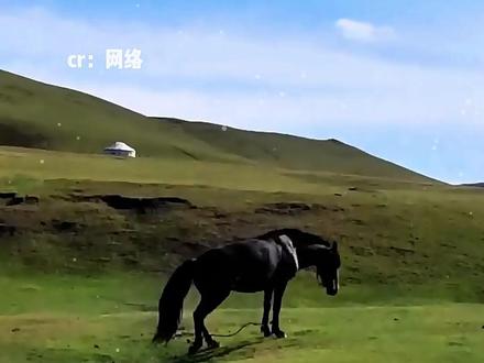 一个都不用可怜 没一个是无辜的 #搞笑 #绑腿的马 #动物 #万万没想到