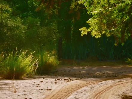 会跳舞的维氏冕狐猴#动物解说 #搞笑动物 #狐猴