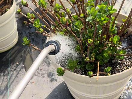 绣球施肥了 绣球施肥#绣球花 #绣球主题花园 #养花人 #花园生活